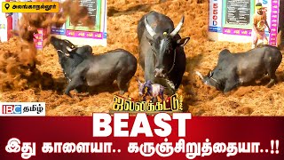 மிருக மோடு.. இது காளையா.. கருஞ்சிறுத்தையா..! | அலங்காநல்லூர் அதிர்ந்தது | ஜல்லிக்கட்டு | ஐபிசி தமிழ்