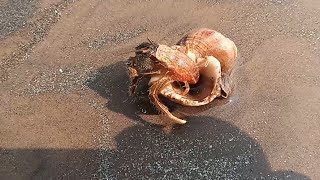 Sea beach⛱️শা‌মুকের খোলের মধ্যে ঢুকে শামুকটাকে খেয়ে নিলো😱 crab eating Snail 🐌🦀