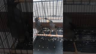 八哥鳥，小揪與草莓吵架。starling bird  quarrel.