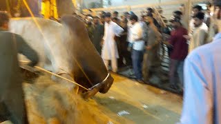 Heavy Weight \u0026 Beauitful Bulls Unloading in Ghas Mandi I Bakra Eid Karachi 2021