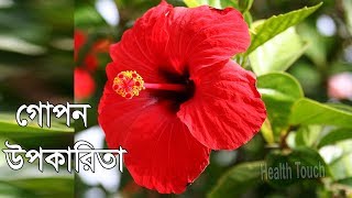 ৭ দিন এই ফুল সকাল সন্ধ্যা খান এমন কিছু হবে যা আপনি ভাবতেও পারবেন না | Hibiscus Flower Health Benefit