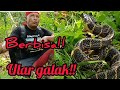 Ular King Cobra menghabiskan ular jenis ini!! Kita menemukan ular galak karena info warga!!