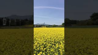 那須の菜の花畑