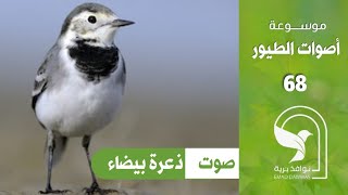 صوت ذعرة بيضاء قرقس كركز ابو فصادة زيطة زنزله White wagtail sound