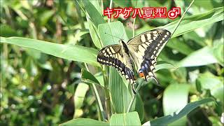 2021年8月29日　岡山県鏡野町　富栄山