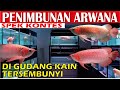 PENIMBUNAN ARWANA SUPER RED SPEK KONTES DI GUDANG KAIN TERSEMBUNYI