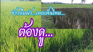 ข้าวเหนียวลืมผัว/ข้าวไร่ ที่คุณไม่เคยรู้มาก่อน