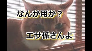 「そっちかよ！」とは言わせてくれない猫さん【侵入した野良仔猫】～家猫修行中～