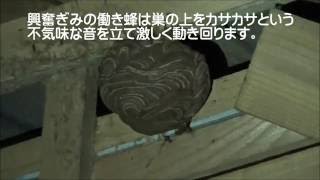 郡山市でスズメバチ駆除- 通気口へのスズメバチの出入りを監視して早期発見、屋根裏のスズメバチの巣！！