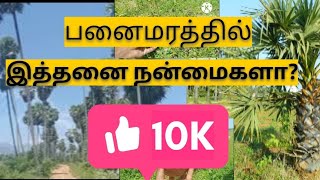 பனை மரமா இது? ஆச்சரியம் நிறைந்த தொகுப்பு secrets of palm tree