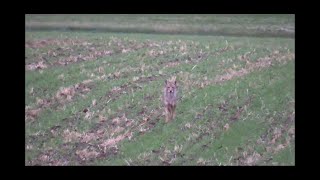 Coyote Hunting - Early summer coyote hunt, double down with the ruger 22-250