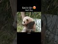 푸바오의 일기 fubao s diary 푸바오 판다 힐링 동물 귀여운 사랑스러운 fubao panda cute