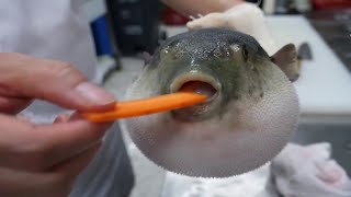 देखिये कैसे डॉल्फ़िन इस जहरीली मछ्ली को खा कर नशा करती है । Dolphins get high on Puffer Fish