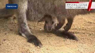 江戸川区自然動物園　ワラビーの赤ちゃん誕生