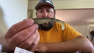 Rigging the Zerek 5 inch Flat Shad for impoundment Barramundi