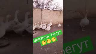 #гуси#драка#зрители#goose#гага#animals#tiktok#love#животные#top#instagram#top#youtube#шок#топ#video