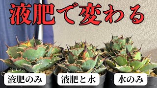 アガベに液肥が必要か2ヶ月育てて検証した動画となります