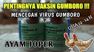 CARA MEMBERIKAN VAKSIN GUMBORO  PADA AYAM JOPER