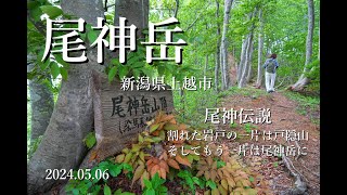 戸隠山と岩戸を二分したという伝説の【尾神岳】でゆる登山　2024.05.06