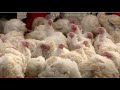 Hudson Valley residents flock to local turkey farms ahead of Thanksgiving amid shortages