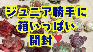 【多肉植物】リエールジュニアの箱いっぱいセット開封❣️