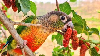 Whose bird did I meet on the tree? it ate my fruit :parrot sounds.