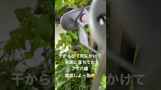 外に落ちてた、干からびて死にかけてるアゲハ蝶を水槽の湿地帯部分に置いておいたら復活した😂窓あけてたらまた勝手に飛んで行くでしょ〜