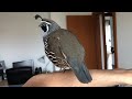 my pet california quail alvin talks with his sister quasi while standing on my arm.