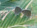 plains cupid cycad blue butterfly lifecycle