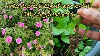 నాటు గులాబీ కొమ్మలతో ఇలా నాటితే 100% సక్సెస్ అవుతారు#rose plant cutting process in telugu