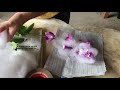 How to pack orchids for shipping
