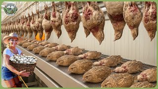 How Billions of Quail Are Raised & Processed – Massive Quail Farming For Eggs & Meat