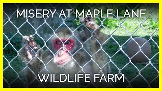 Animals Suffering at Maple Lane Wildlife Farm