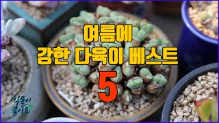 여름에 강한 다육이 베스트5 알아보기