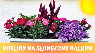 Które rośliny/kwiaty sprawdzą się na słoneczny balkon i taras? 🌸🌞🌸Balkonowe kompozycje kwiatowe :)