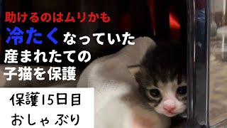 冷たくなっていた子猫の保護、15日目