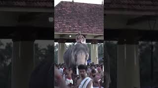 ஸ்ரீராமஜெயம் 🙏🏼❤️🙏🏼#யானை #thechikkottukavuramachandran #shortfeed #shortsvideo #temple