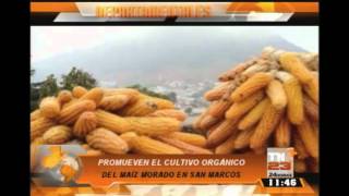 Agricultores de San Marcos promueven el cultivo orgánico de maíz