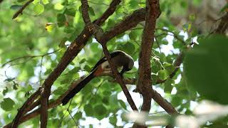 樹鵲(Grey Treepie)，吃甲蟲。