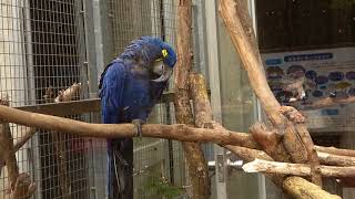 【動物園の鳥】千葉市動物公園　スミレコンゴウインコ（Ｈ29.10.31）＃動物園の鳥＃スミレコンゴウインコ