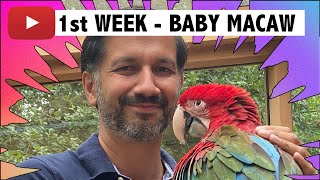 1 Week living with a Macaw | Baby Green Wing Macaw