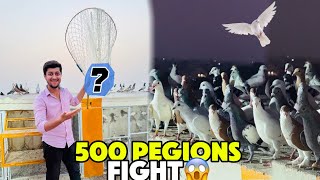 500 Pegions Ki Fight Karwa Di Or Ya Kasa Ajeeb Pegion Pakar Liya 😱