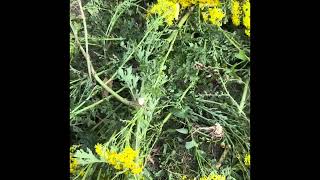 Ragwort is poisonous to animals and humans