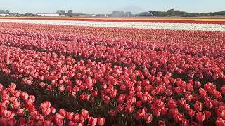 Tulip Van Eijk and Purissima on the fields of P.Pennings