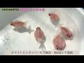 ホワイトピンポンパール（当歳魚）　約6センチ前後　花咲くじっちゃま