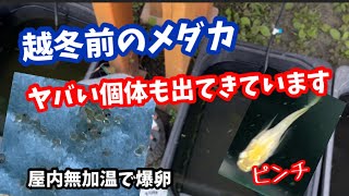 越冬できるメダカと出来ないメダカはすでに決まっています【めだか】