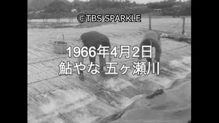 【TBSスパークル】1966年4月2日 鮎やな 五ヶ瀬川 Ayu Yana Gokase River