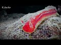 yellow margined spanish dancer hexabranchus aureomarginatus on oahu s north shore.