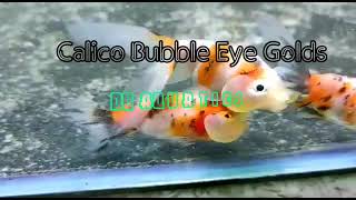 Calico Bubble eye goldfish tank