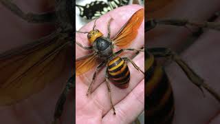 🐝 Beware the Sting: Unveiling the Peril of the Dangerous Asian Giant Hornet!